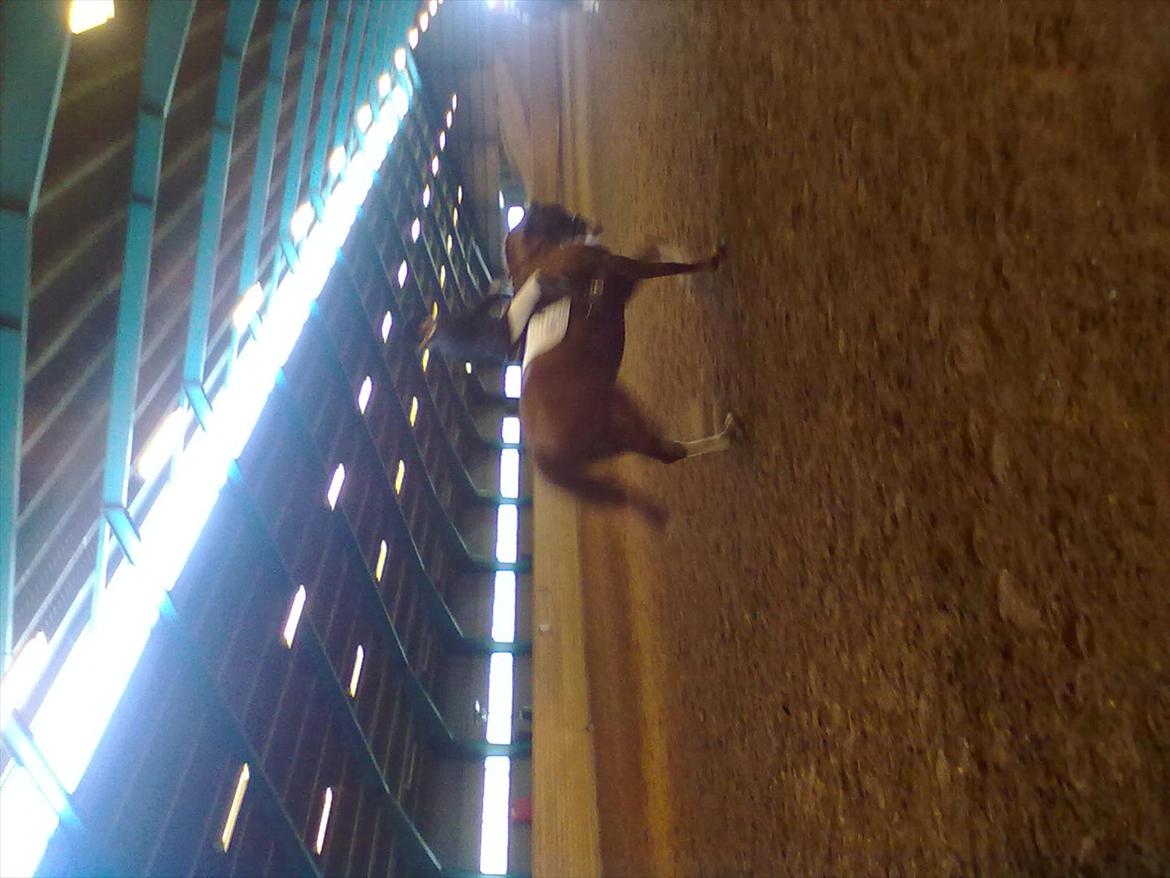 Distriktstævne på Billund sportsrideklub. billede 61