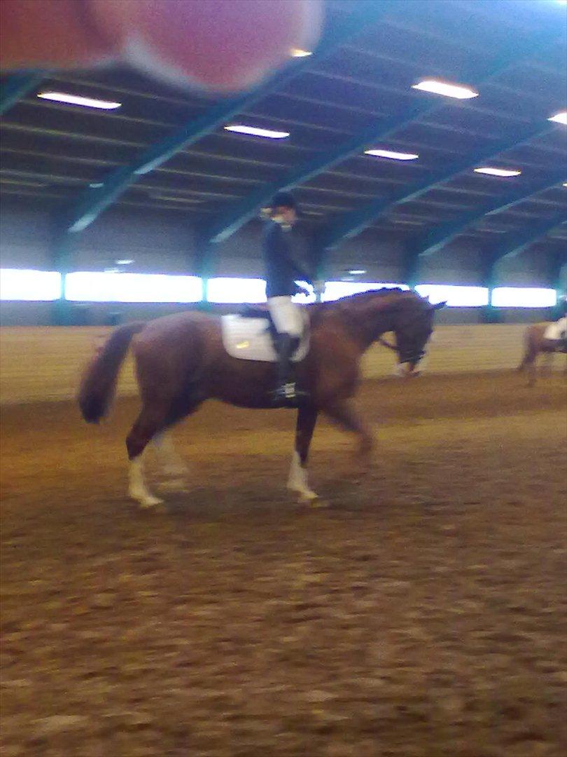 Distriktstævne på Billund sportsrideklub. billede 63