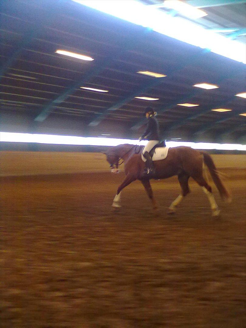 Distriktstævne på Billund sportsrideklub. billede 66