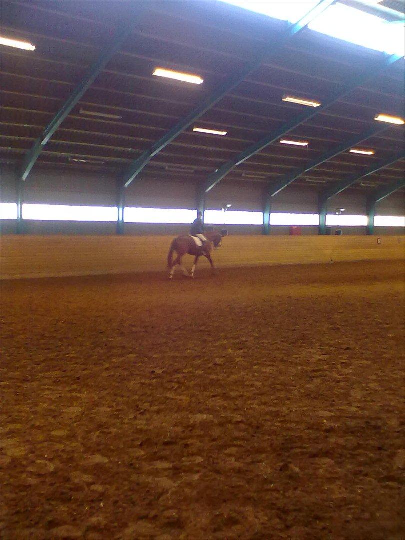 Distriktstævne på Billund sportsrideklub. billede 67