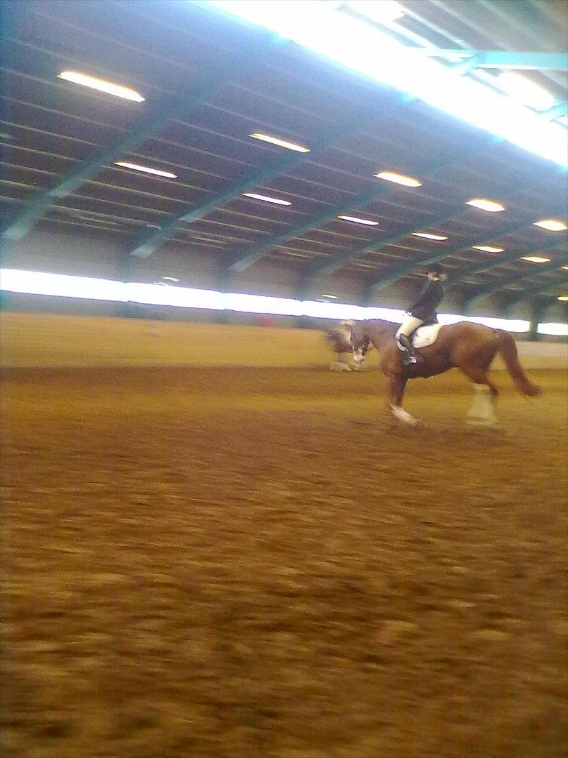 Distriktstævne på Billund sportsrideklub. billede 68