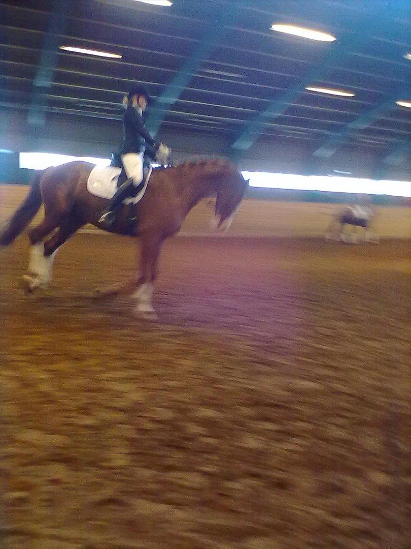 Distriktstævne på Billund sportsrideklub. billede 72