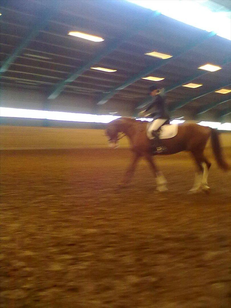 Distriktstævne på Billund sportsrideklub. billede 73