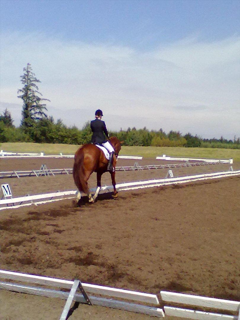 Distriktstævne på Billund sportsrideklub. billede 77