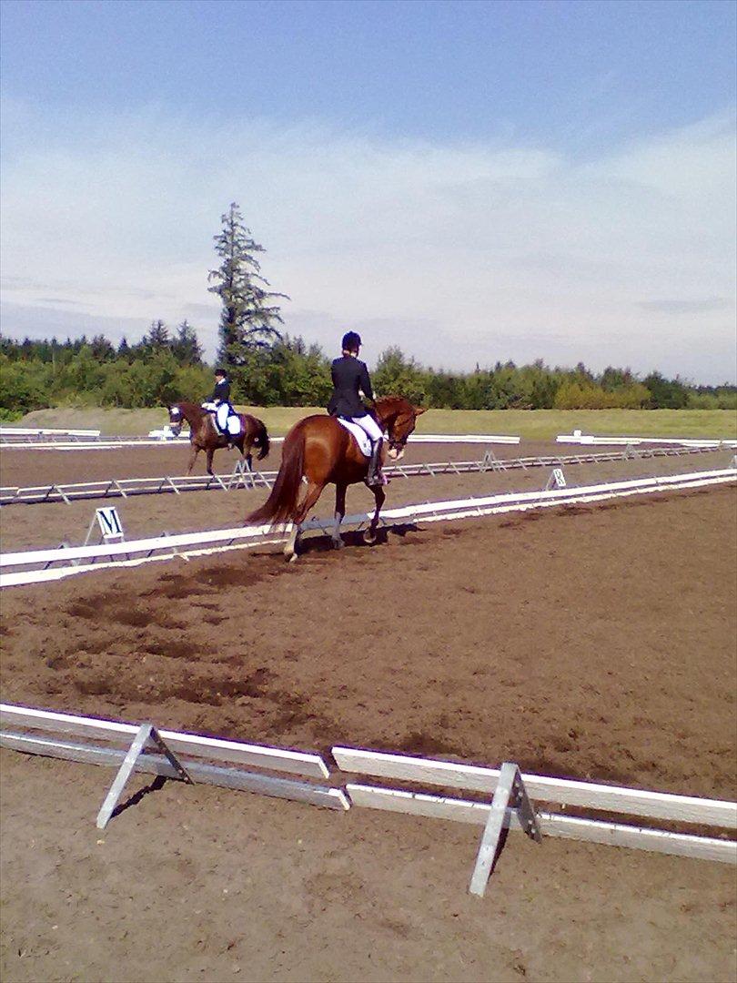 Distriktstævne på Billund sportsrideklub. billede 81