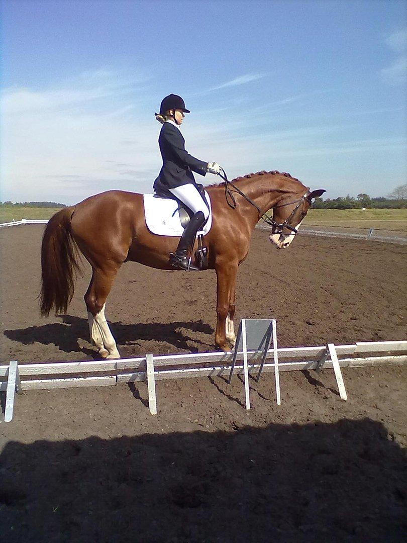 Distriktstævne på Billund sportsrideklub. billede 83