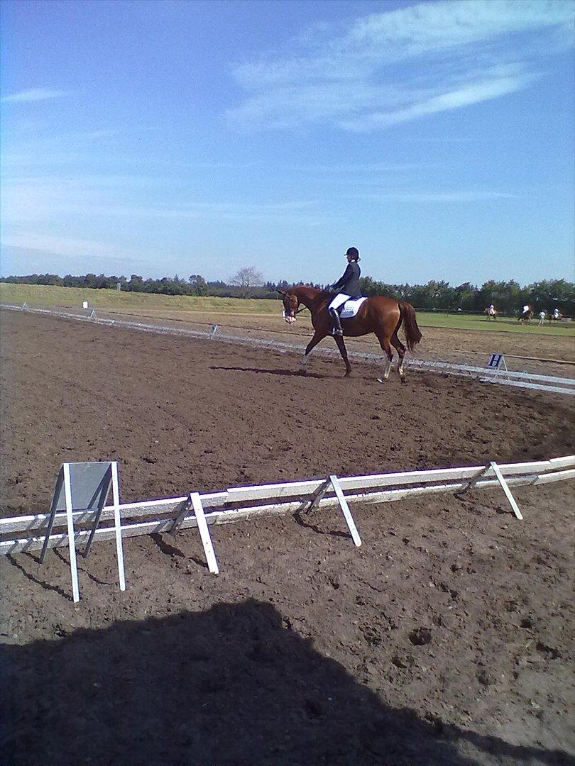 Distriktstævne på Billund sportsrideklub. billede 85