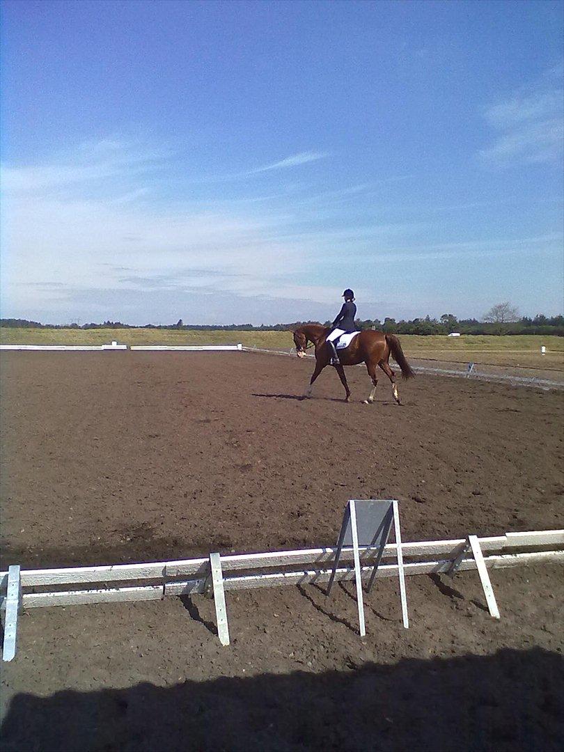 Distriktstævne på Billund sportsrideklub. billede 86