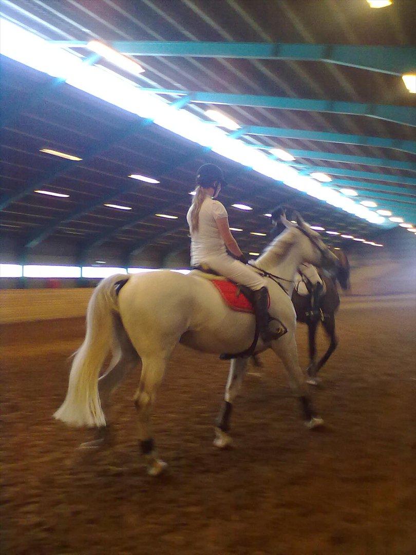 Distriktstævne på Billund sportsrideklub. billede 87