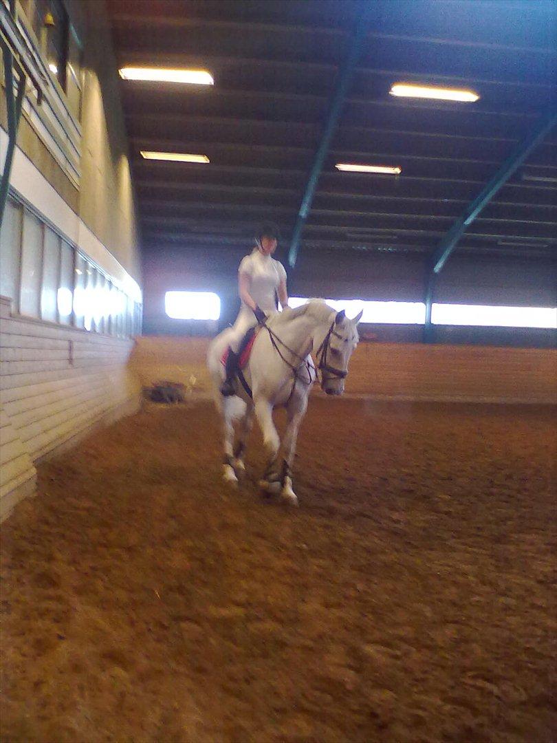 Distriktstævne på Billund sportsrideklub. billede 88