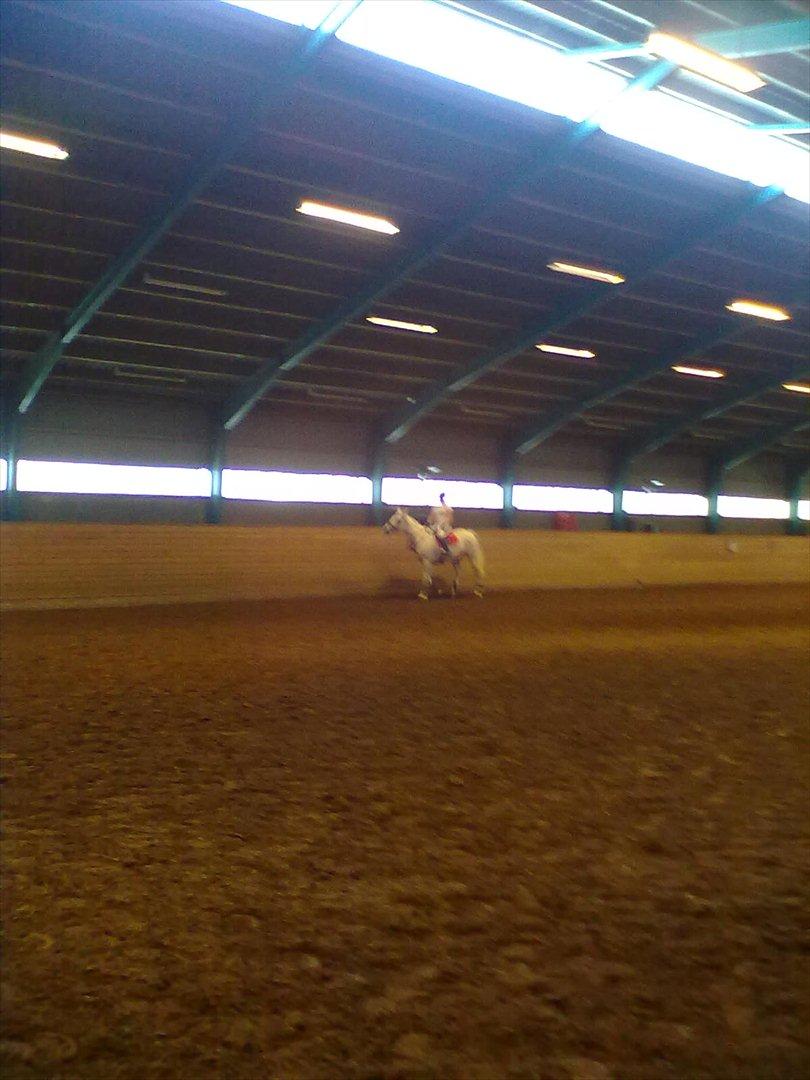 Distriktstævne på Billund sportsrideklub. billede 89