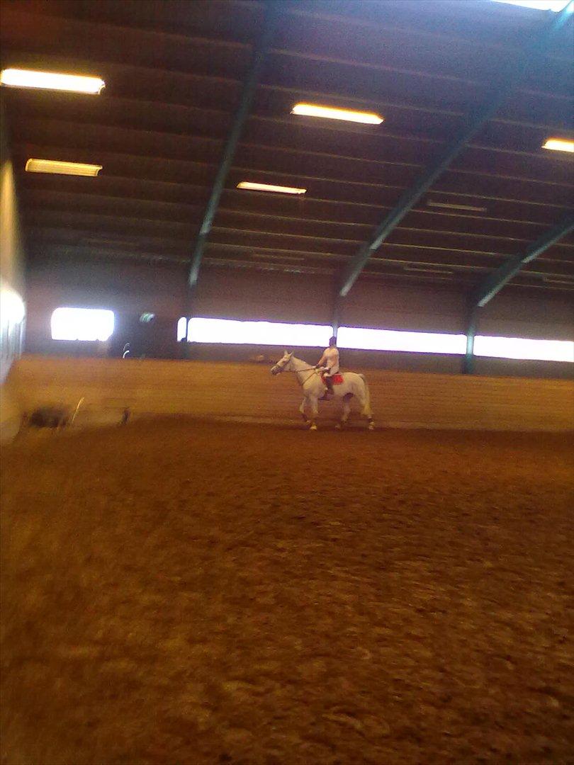 Distriktstævne på Billund sportsrideklub. billede 90