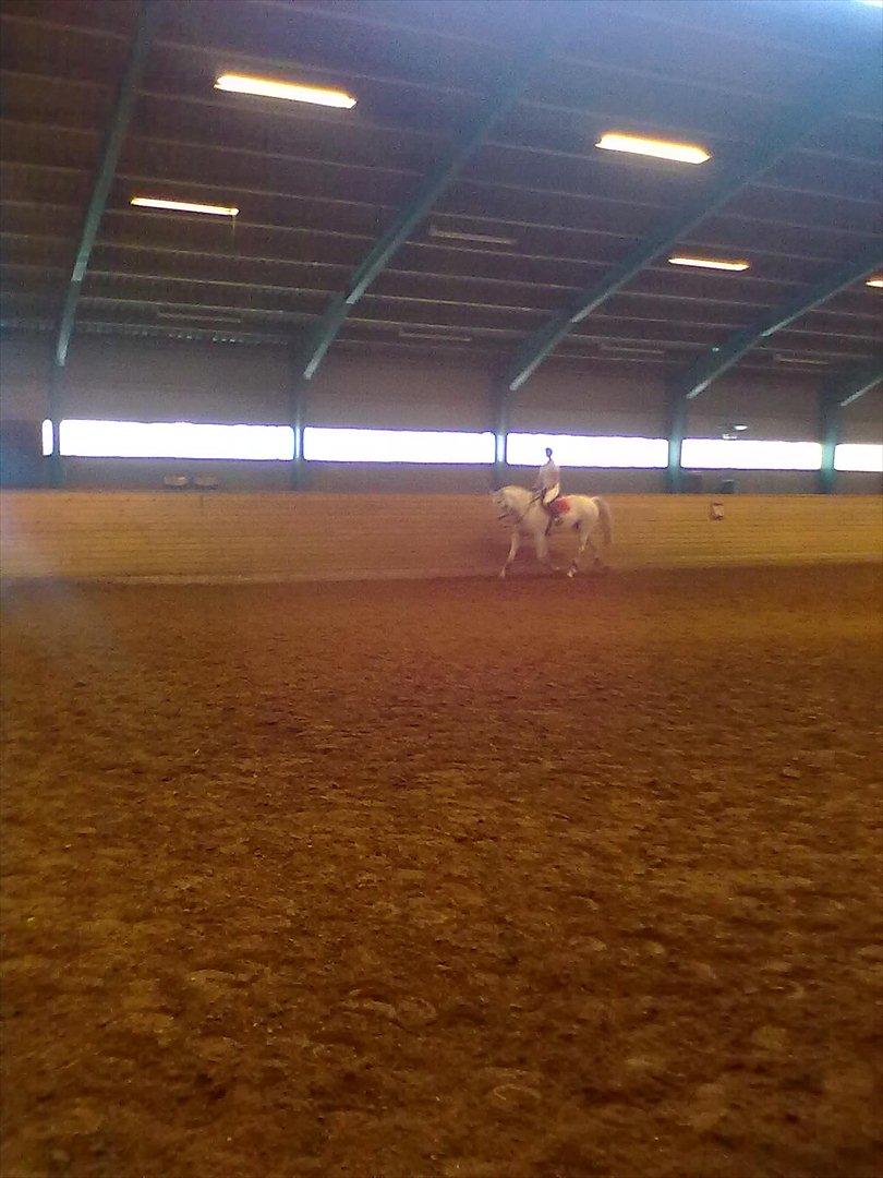 Distriktstævne på Billund sportsrideklub. billede 93