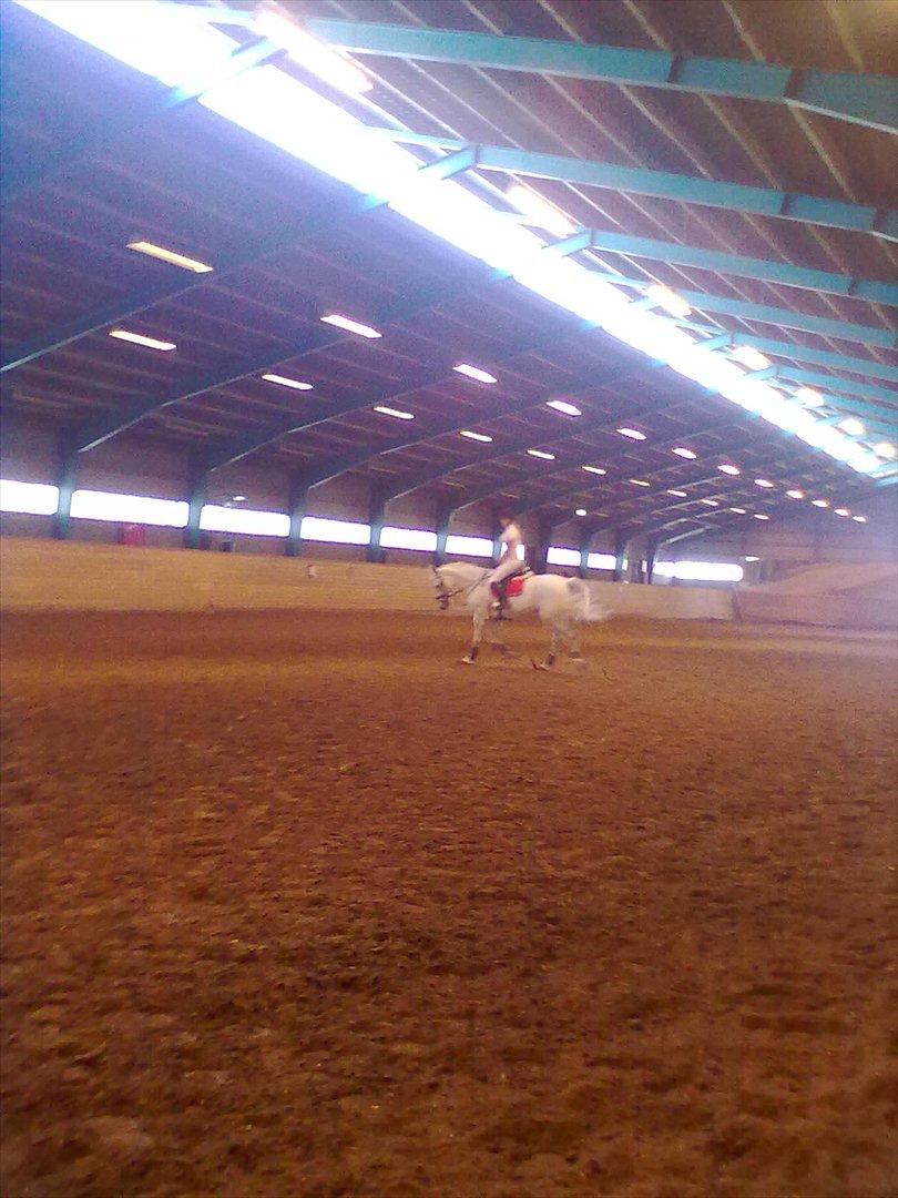 Distriktstævne på Billund sportsrideklub. billede 95