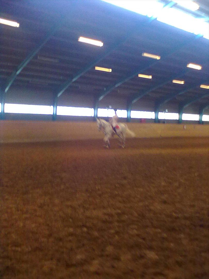 Distriktstævne på Billund sportsrideklub. billede 96