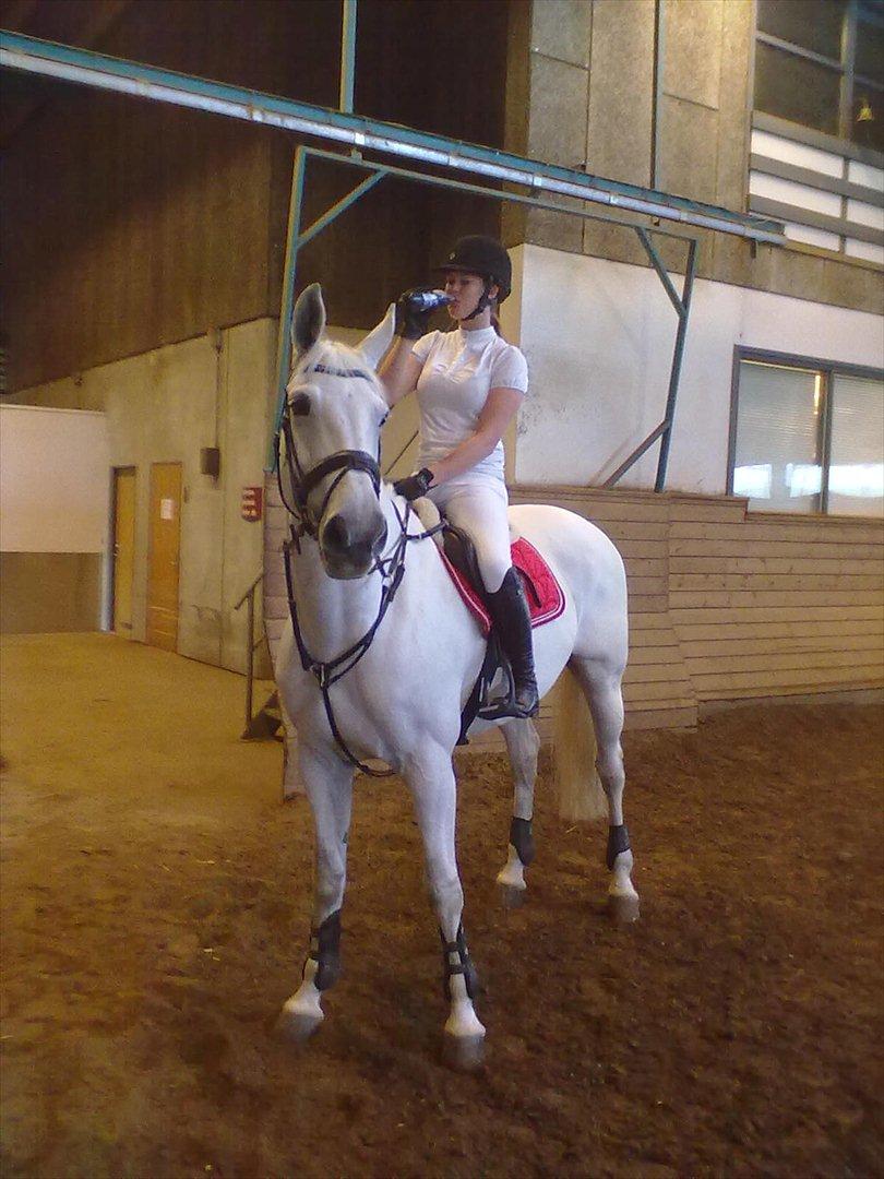 Distriktstævne på Billund sportsrideklub. billede 99