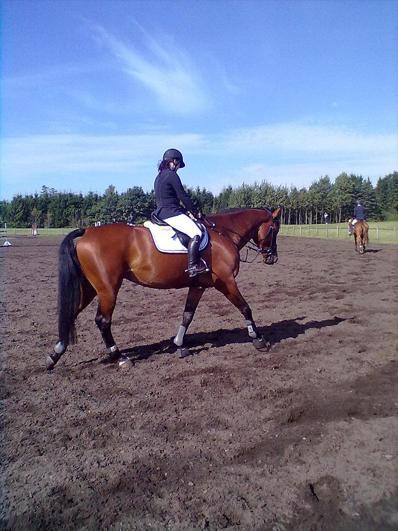 Distriktstævne på Billund sportsrideklub. billede 105