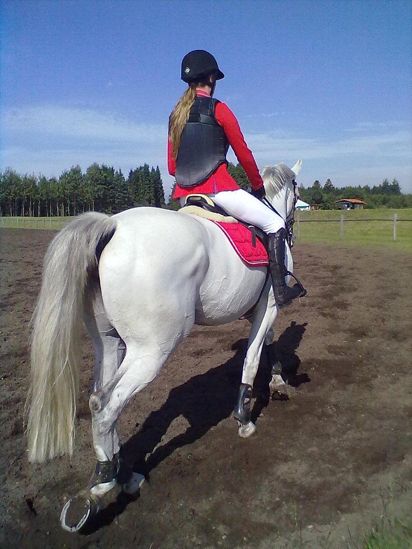 Distriktstævne på Billund sportsrideklub. billede 112