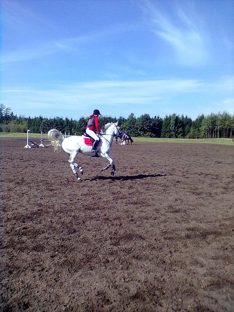 Distriktstævne på Billund sportsrideklub. billede 116