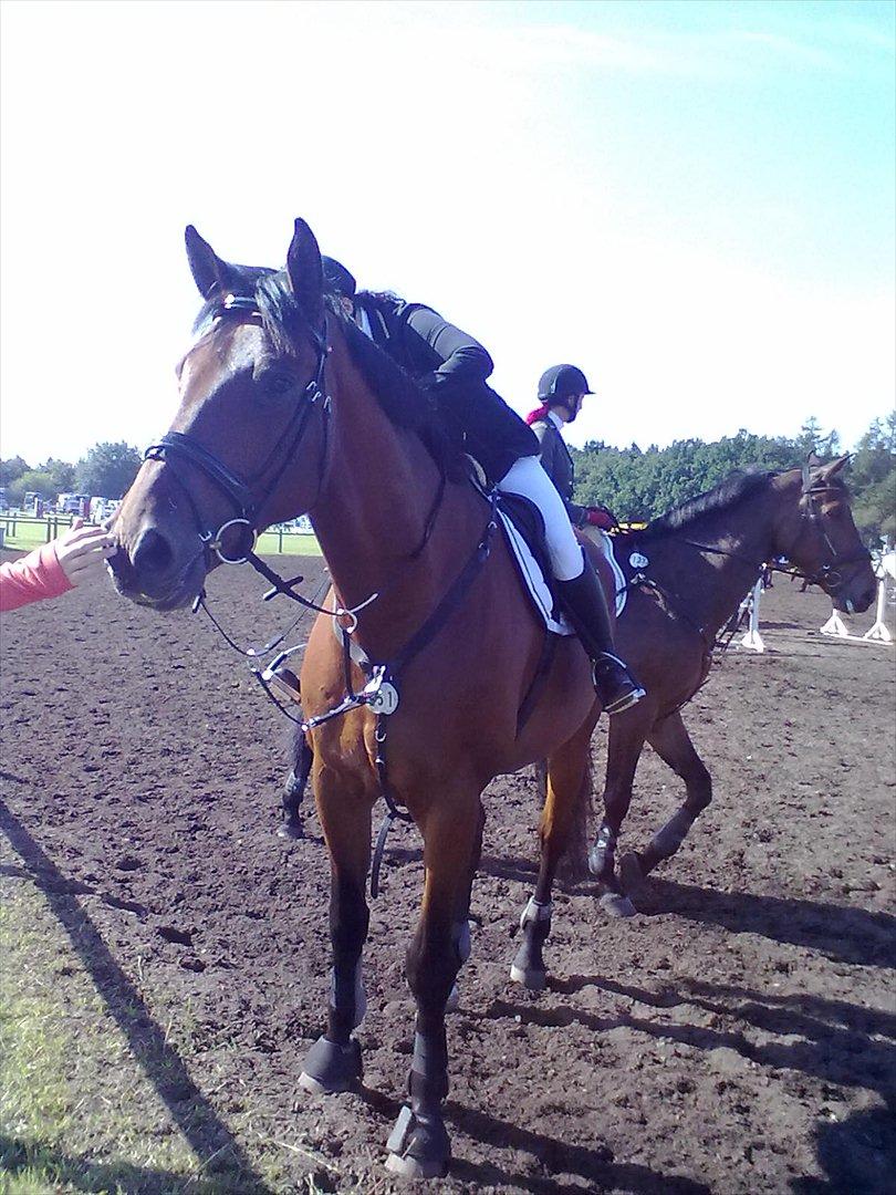 Distriktstævne på Billund sportsrideklub. billede 125