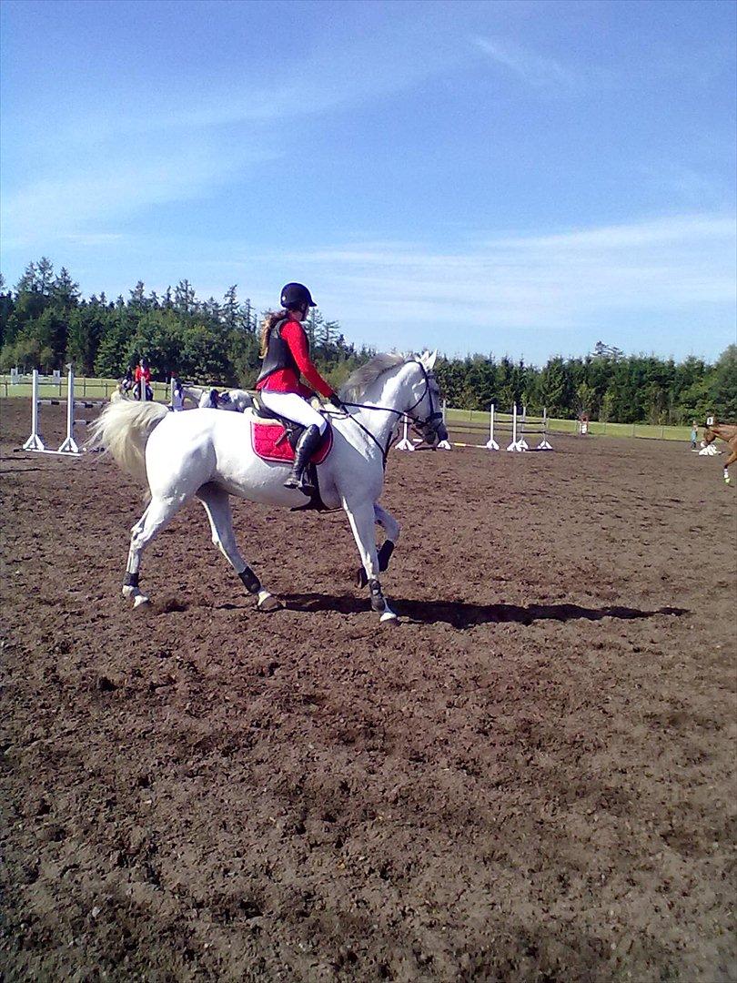 Distriktstævne på Billund sportsrideklub. billede 135