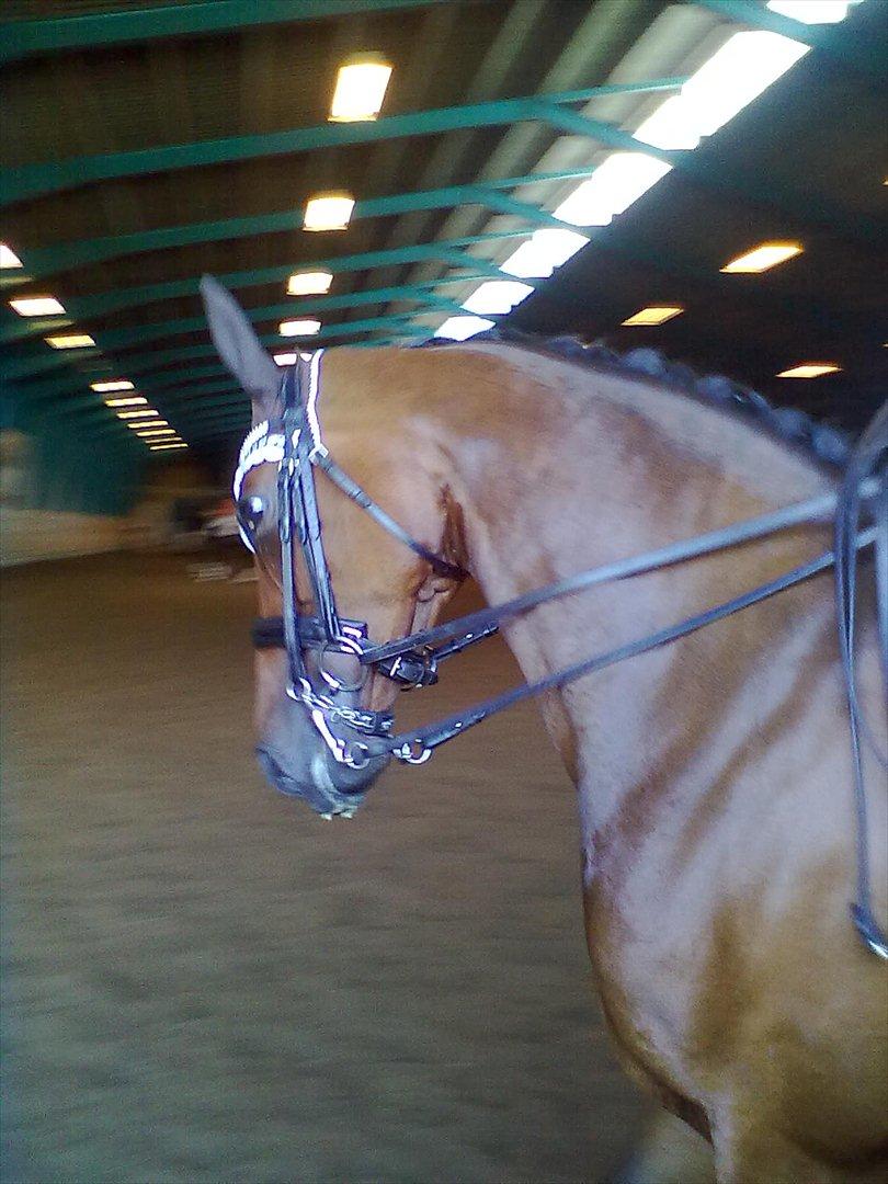 Distriktstævne på Billund sportsrideklub. billede 142