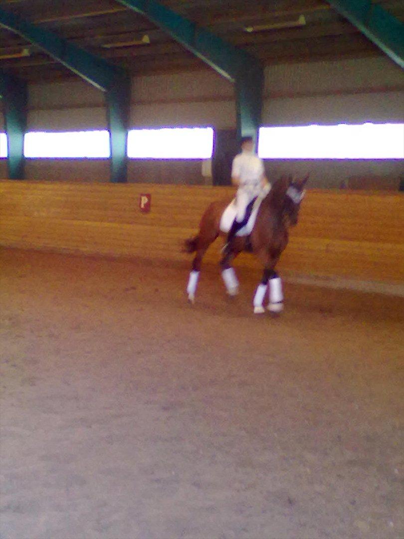 Distriktstævne på Billund sportsrideklub. billede 144