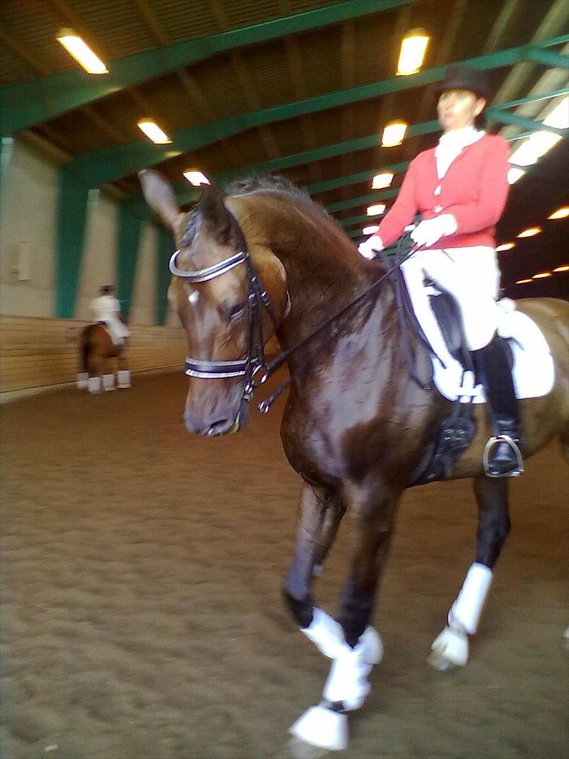 Distriktstævne på Billund sportsrideklub. billede 145