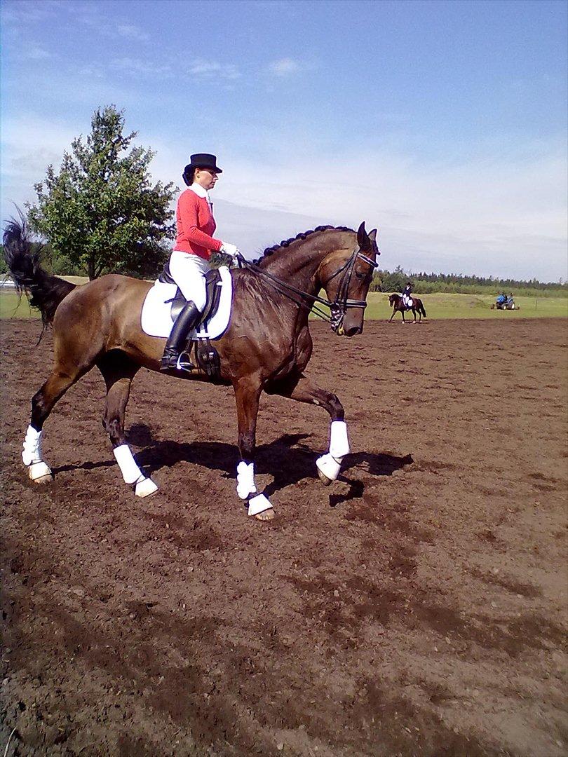 Distriktstævne på Billund sportsrideklub. billede 152