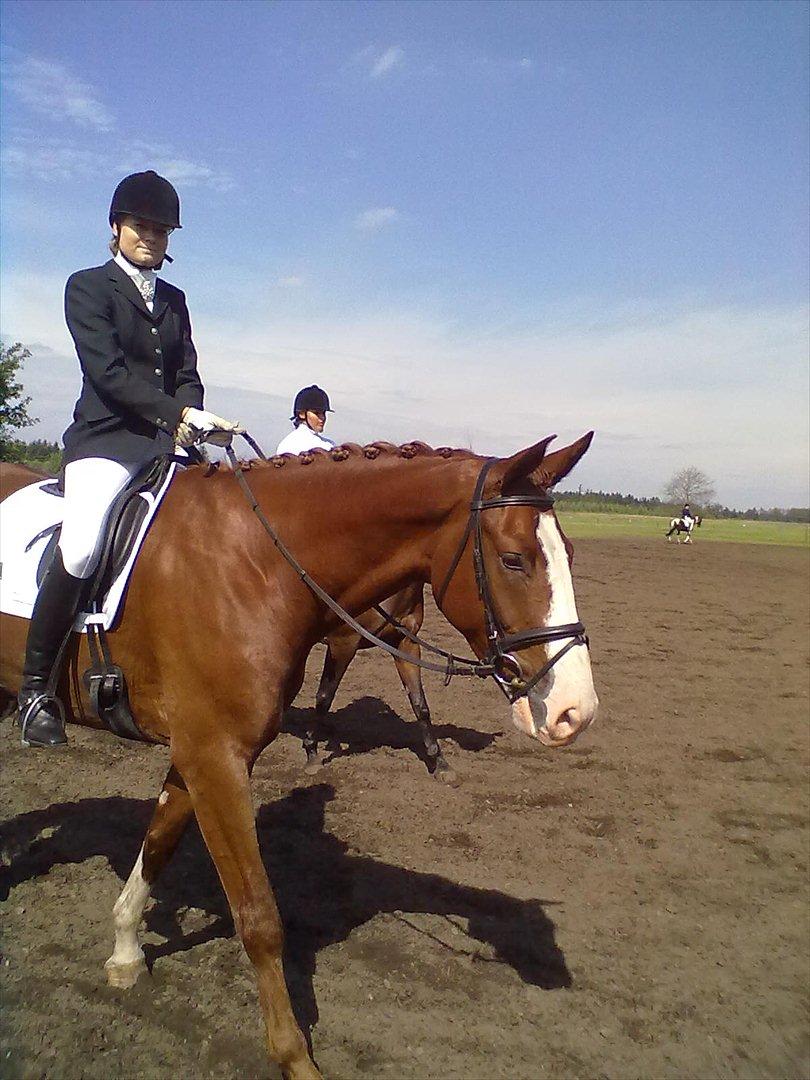 Distriktstævne på Billund sportsrideklub. billede 155