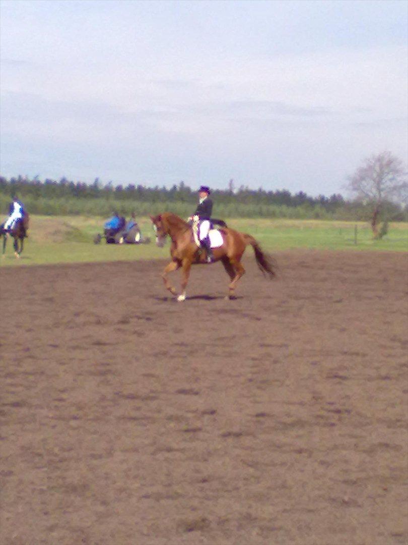Distriktstævne på Billund sportsrideklub. billede 157