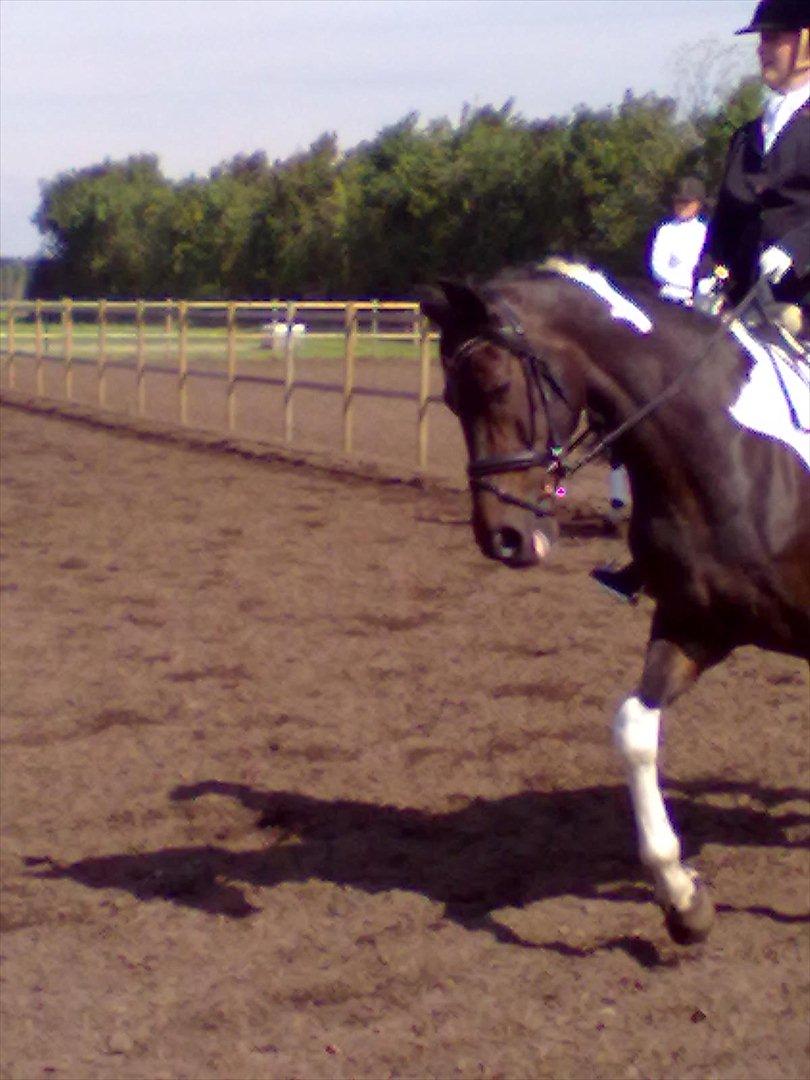 Distriktstævne på Billund sportsrideklub. billede 158