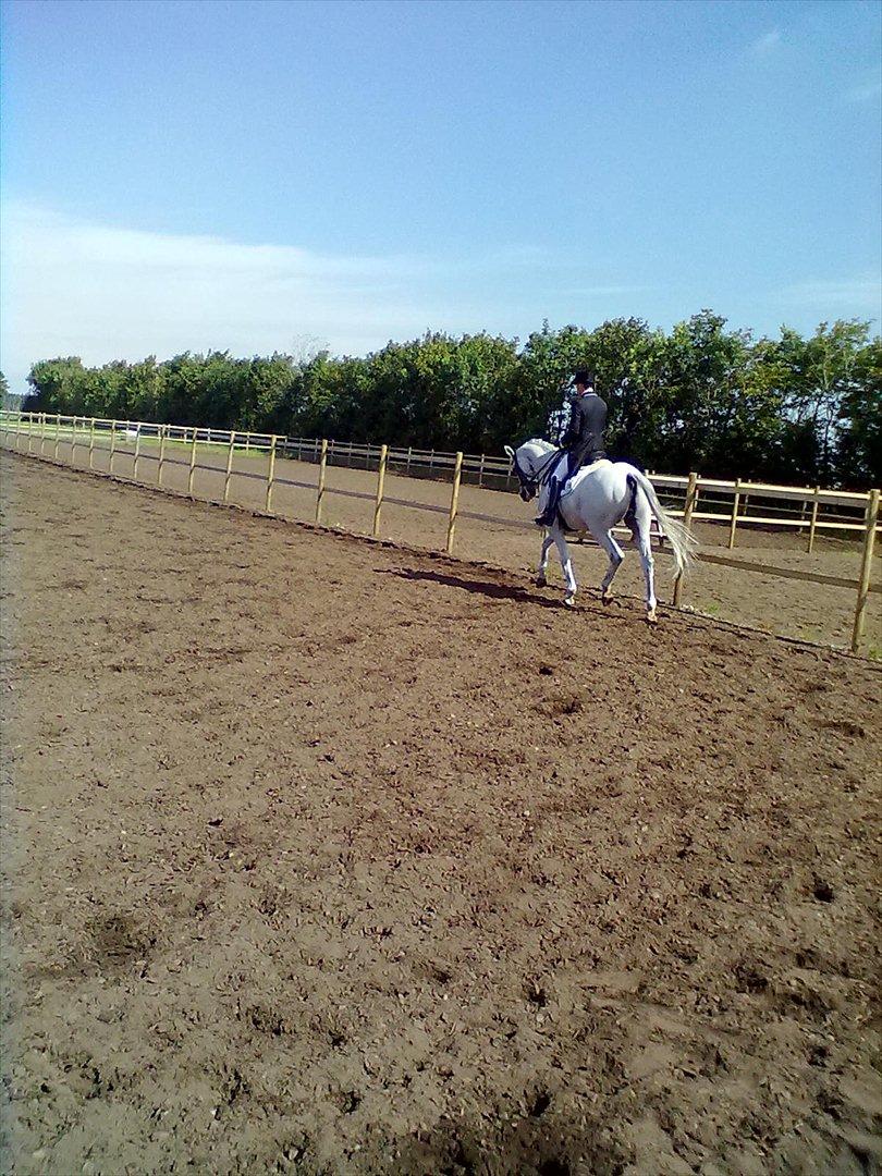 Distriktstævne på Billund sportsrideklub. billede 163