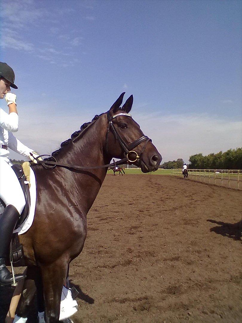 Distriktstævne på Billund sportsrideklub. billede 173