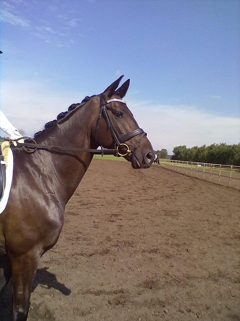 Distriktstævne på Billund sportsrideklub. billede 174