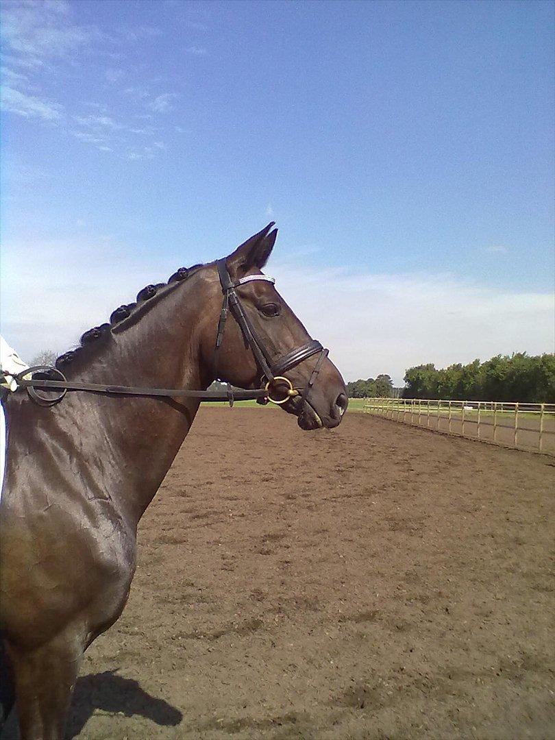 Distriktstævne på Billund sportsrideklub. billede 175
