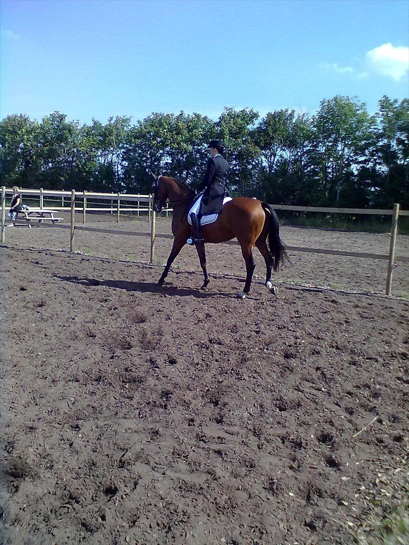 Distriktstævne på Billund sportsrideklub. billede 179