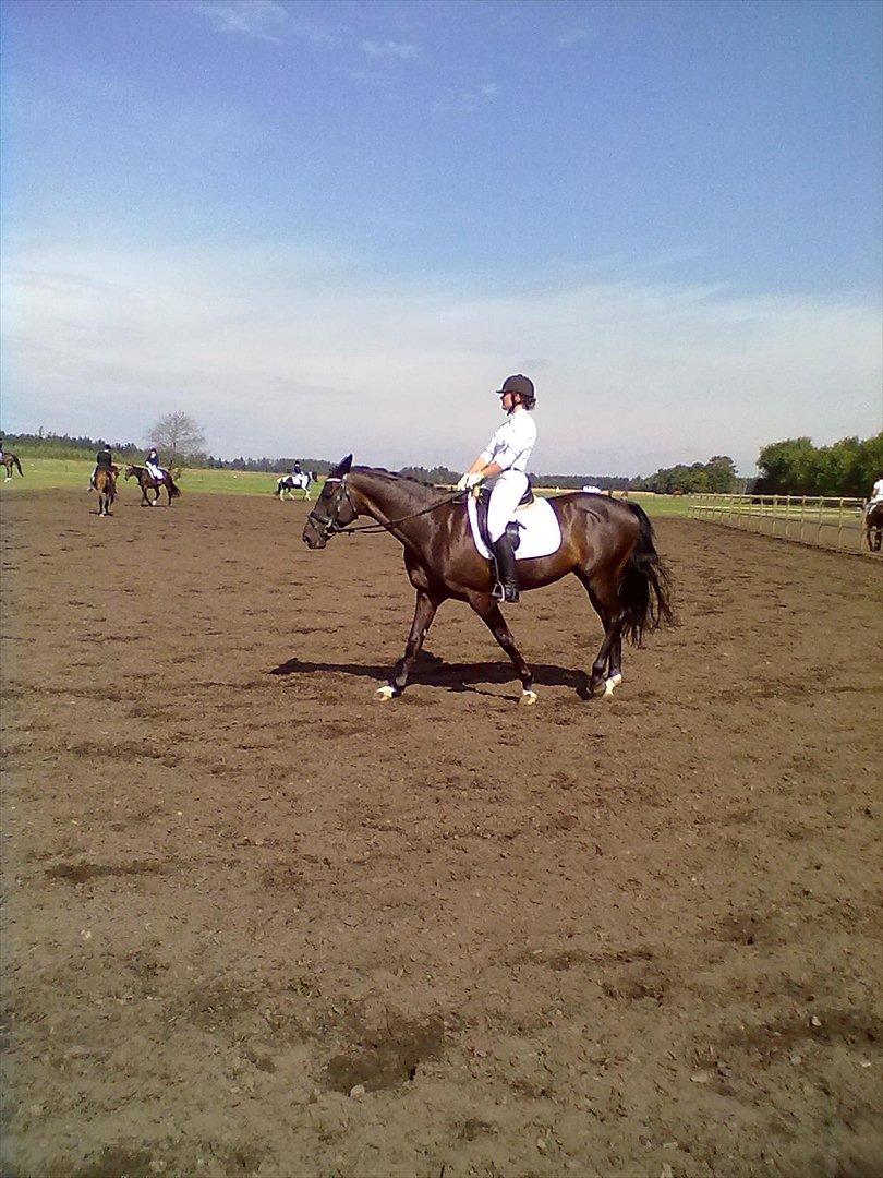 Distriktstævne på Billund sportsrideklub. billede 180