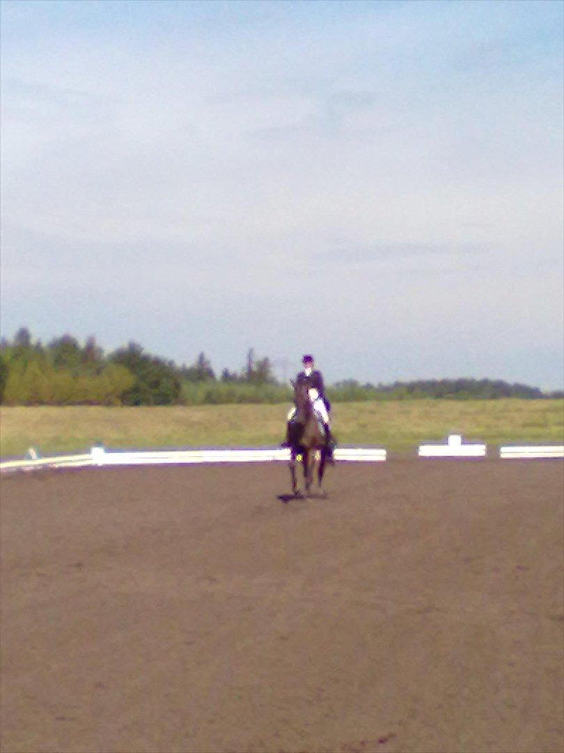 Distriktstævne på Billund sportsrideklub. billede 184