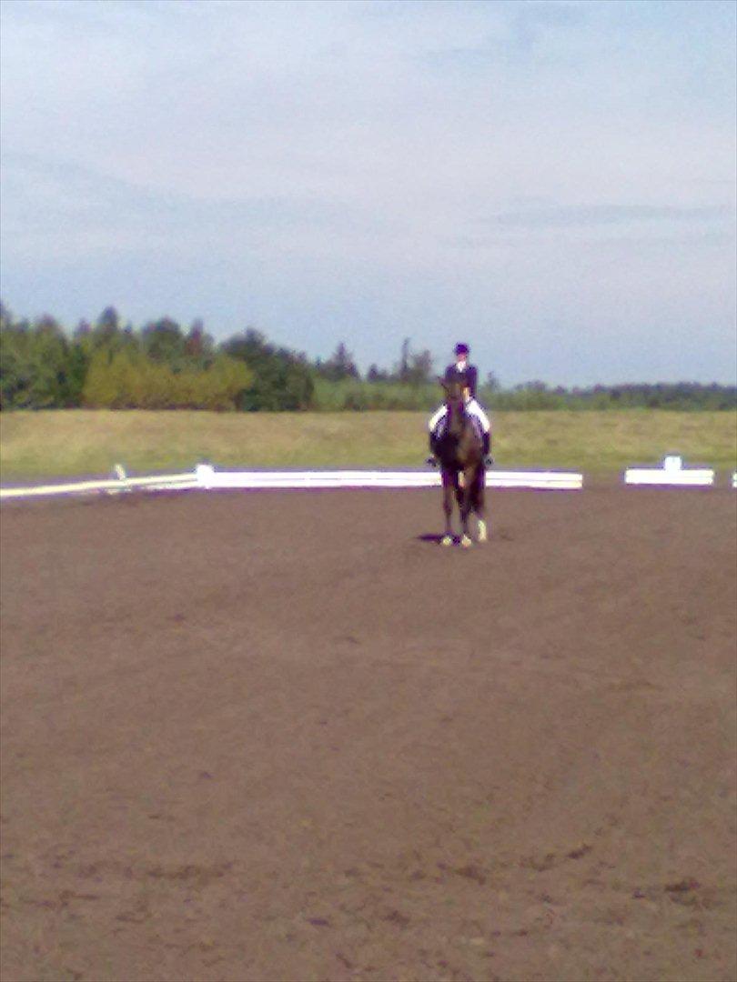 Distriktstævne på Billund sportsrideklub. billede 185