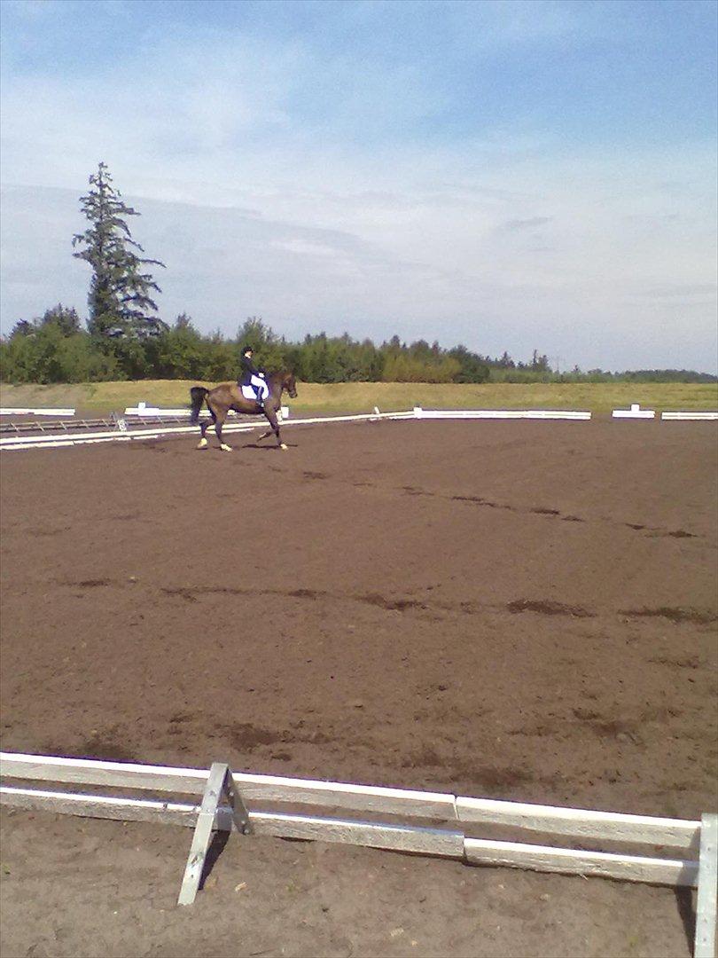 Distriktstævne på Billund sportsrideklub. billede 191