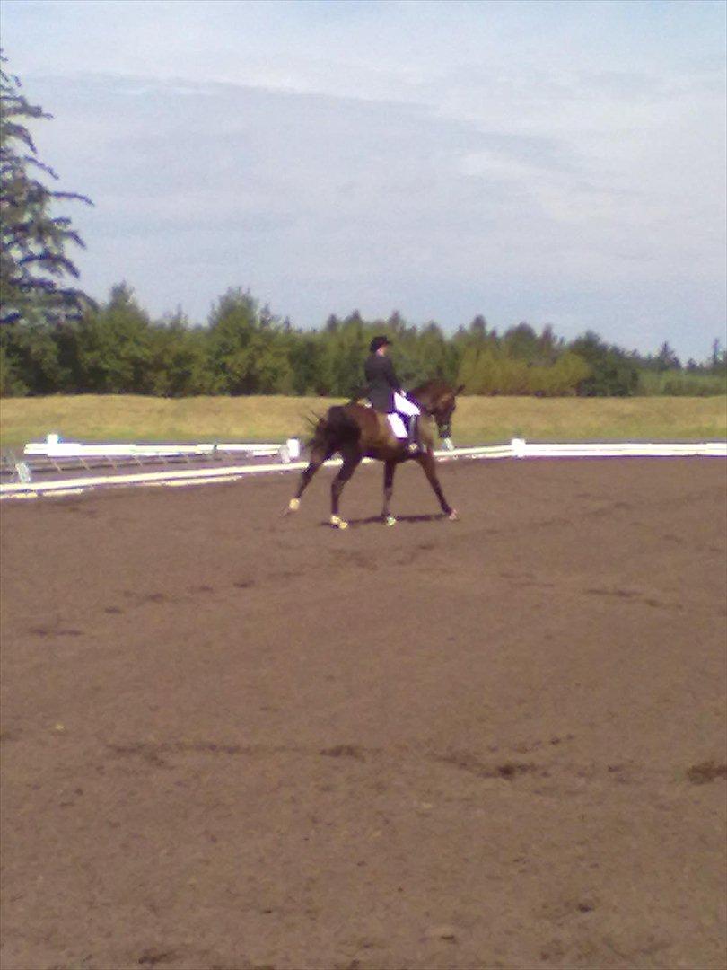 Distriktstævne på Billund sportsrideklub. billede 196