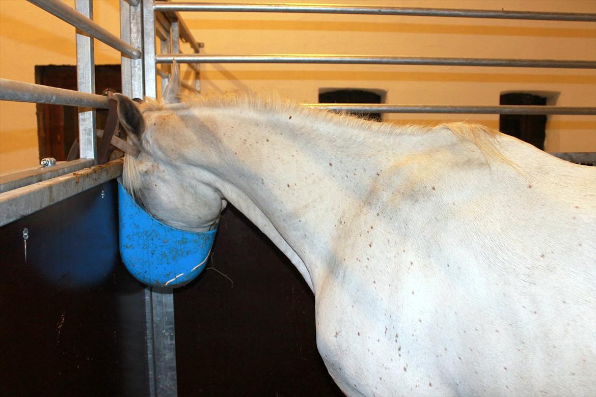 Min nye hestestald - mmmh ;D billede 5