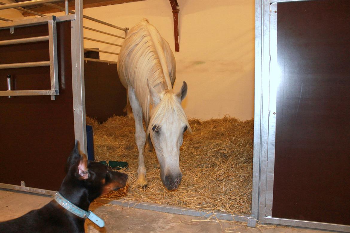 Min nye hestestald - hej Hector ;) billede 6