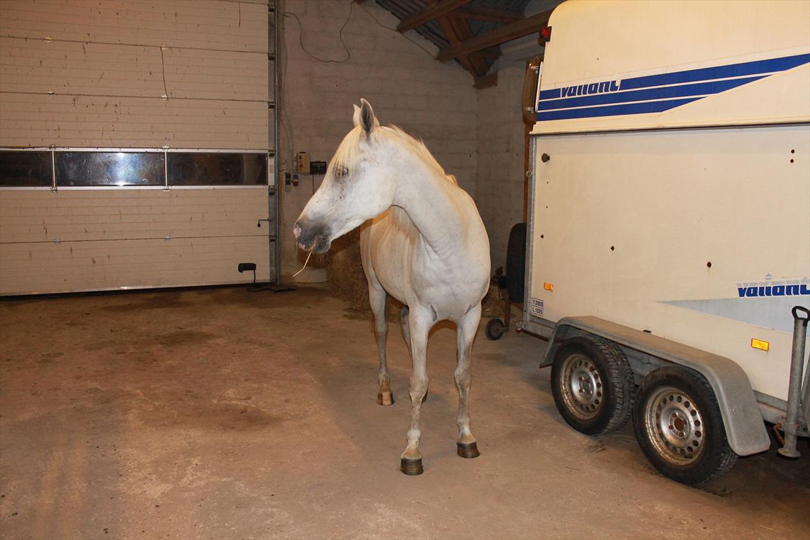 Min nye hestestald billede 7