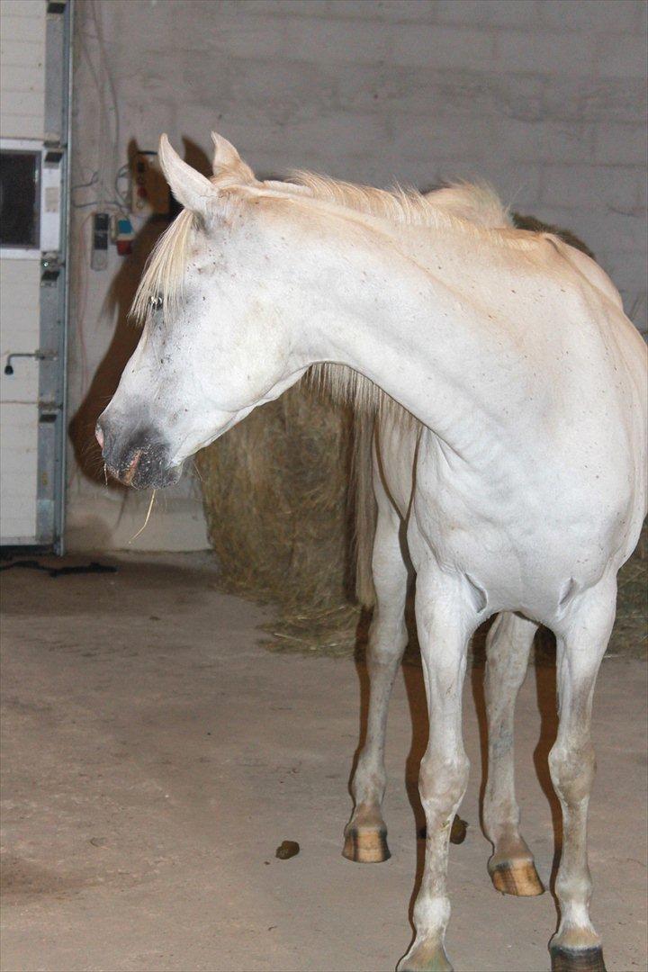 Min nye hestestald - stoop nu med at tage billeder mor :)  billede 8