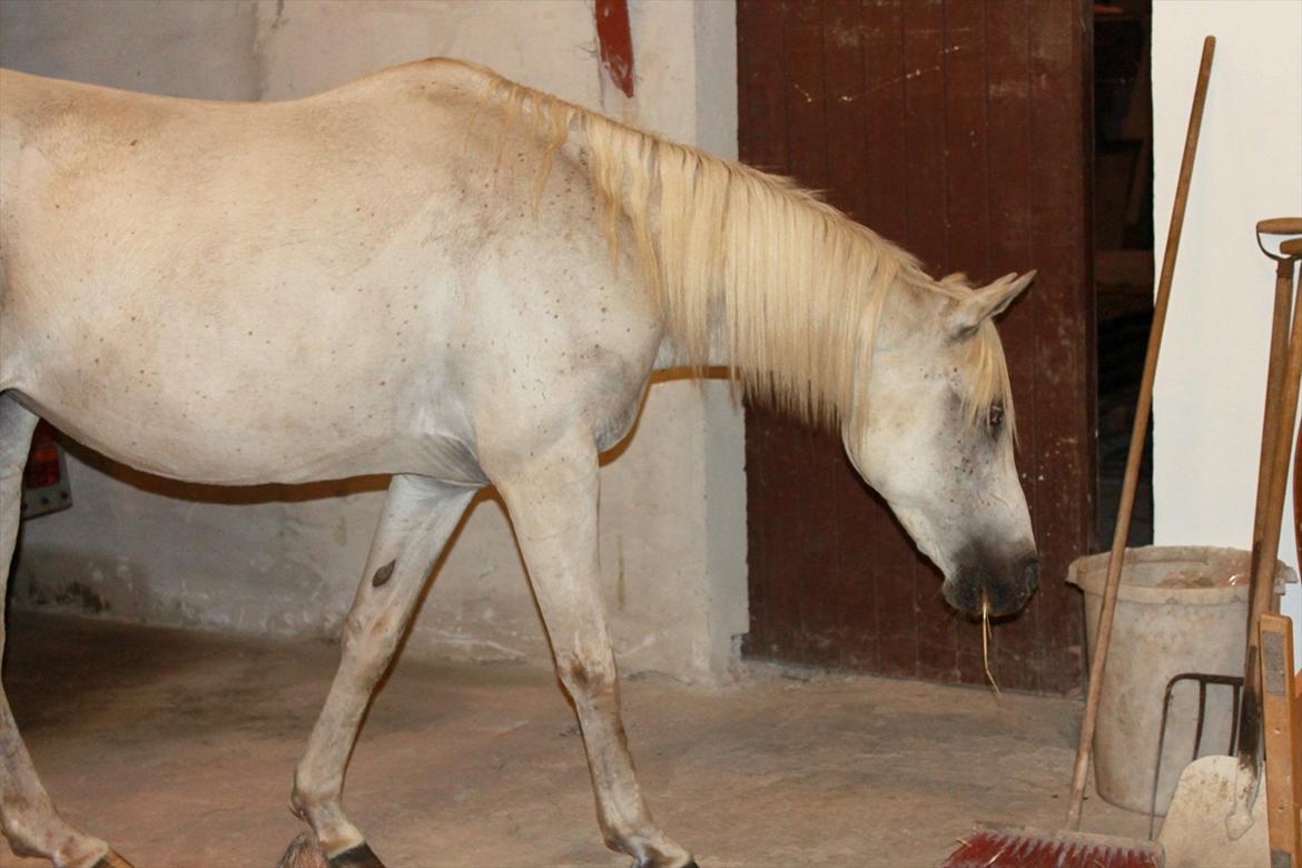 Min nye hestestald - nysgerrige pony x)  billede 9