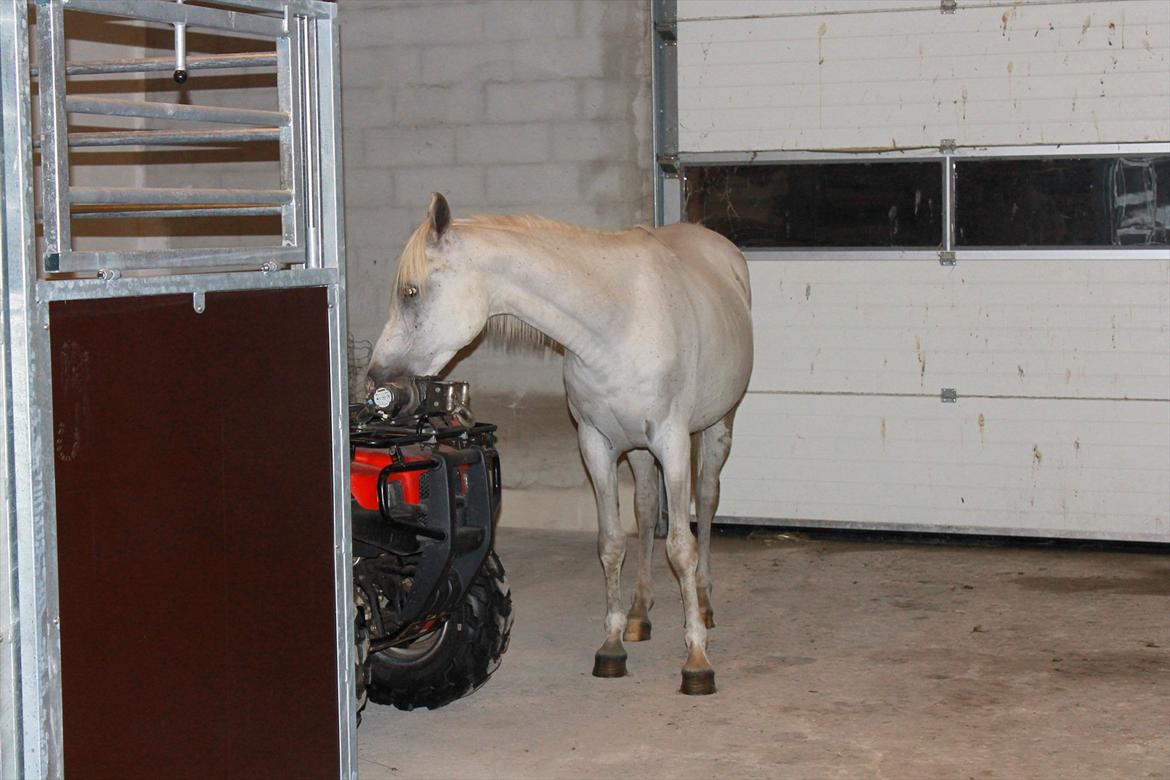 Min nye hestestald - Må jeg prøve? ;) billede 11