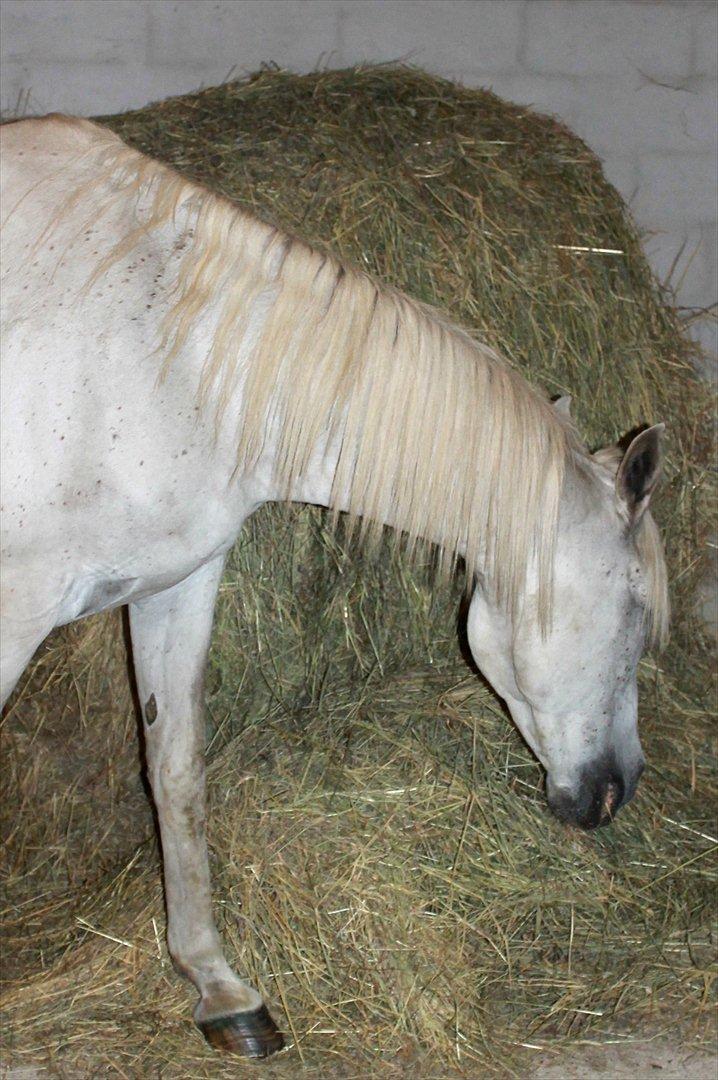 Min nye hestestald - Lacoste er lige igang med at undulere en ordentlig hø balle xD  billede 12