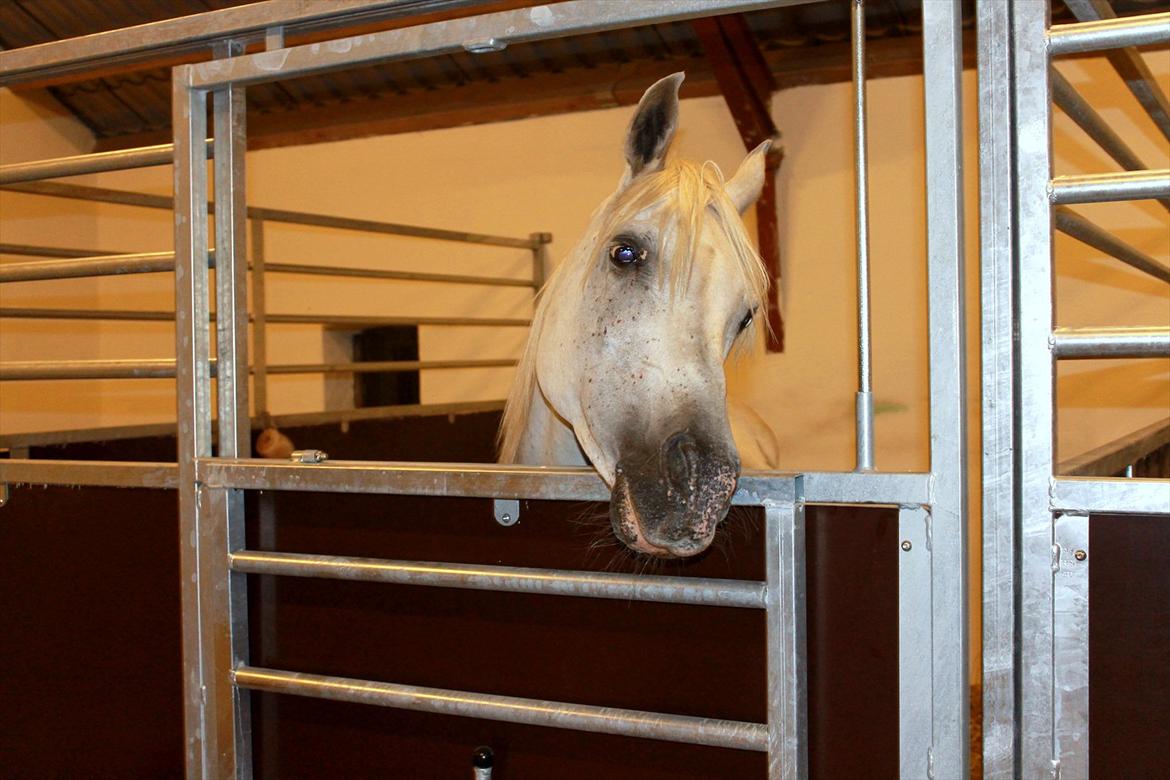 Min nye hestestald billede 13